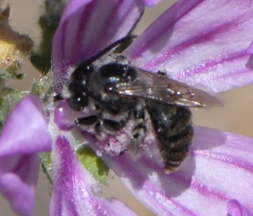 Réf. 261 670 : Tetralonia malvae